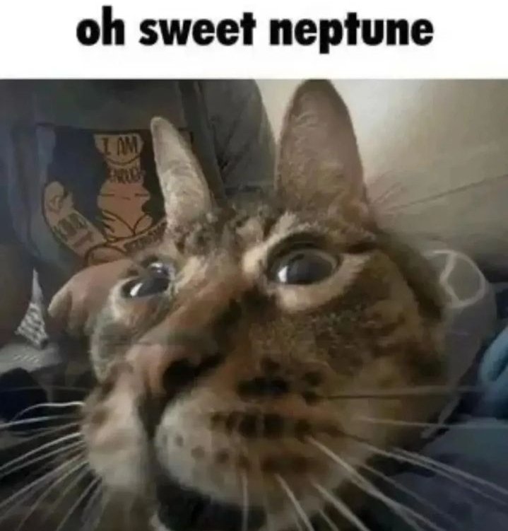 PinkToneTheMeme's tweet photo. @LDAkira_ A cat meme 😍😍 https://t.co/oJGMCry4XH