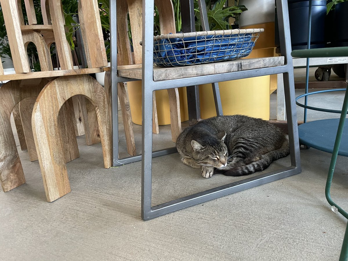 Thanks to this map, I got to visit with Truck at <a href="/FloraGrubb/">Flora Grubb Gardens</a> today w/ <a href="/jeaninesw/">jeaninesw</a> ). Sweet, sleepy kitty.