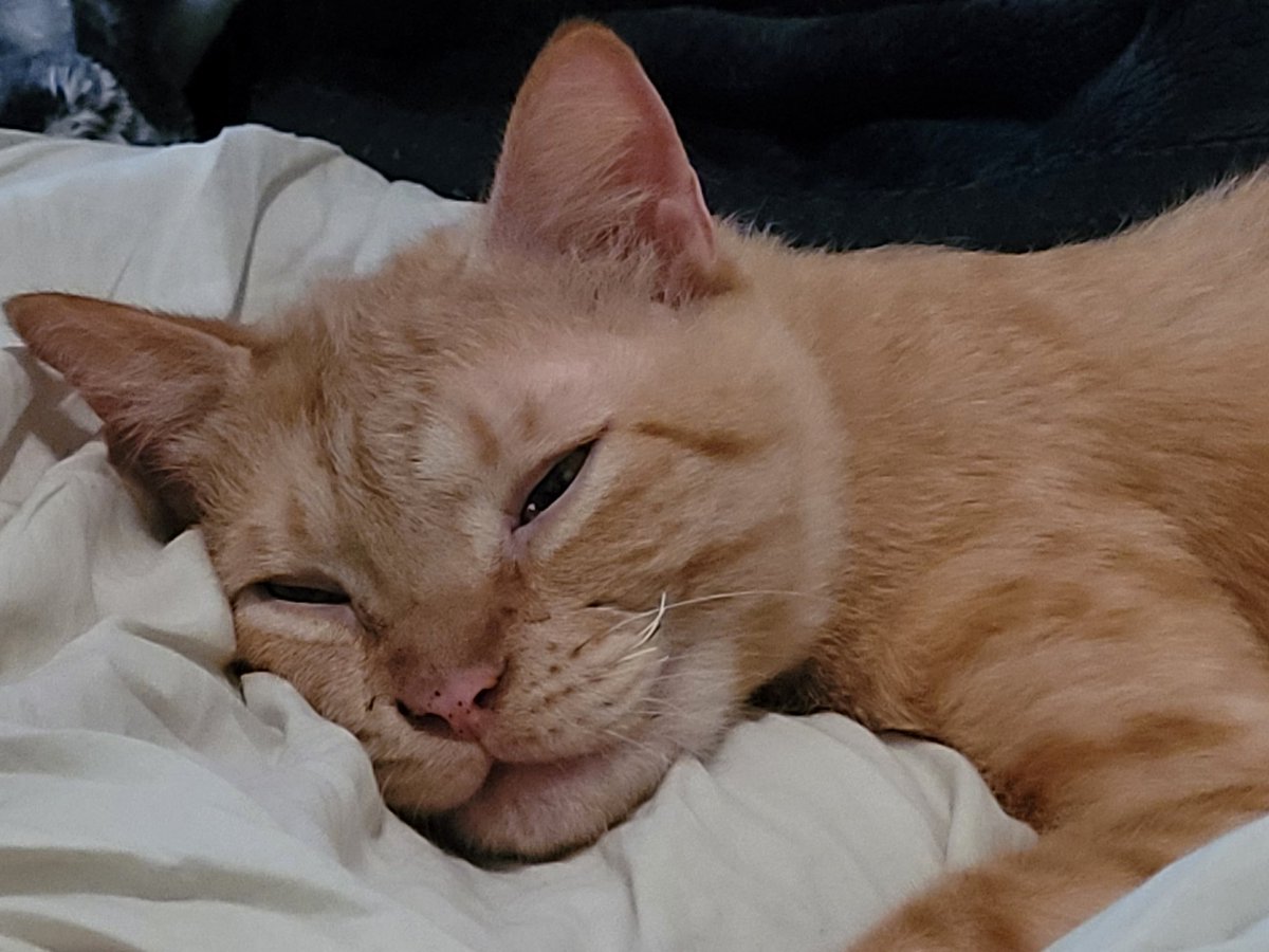 lynnslagle42's tweet photo. ๐๐๐smiles.. Edgar Allan Poe knew he was cute and used his power against me for evil ๐คญ๐คฃ but how could I ever say no to THAT face? I couldn't #cerebellarhypoplasia #chlove #wobblykitty #chkitty #mommysboy #angeledgar #soulstampedbypawprint #oneyeartoday #neverthesame https://t.co/WX2ID1lMjK