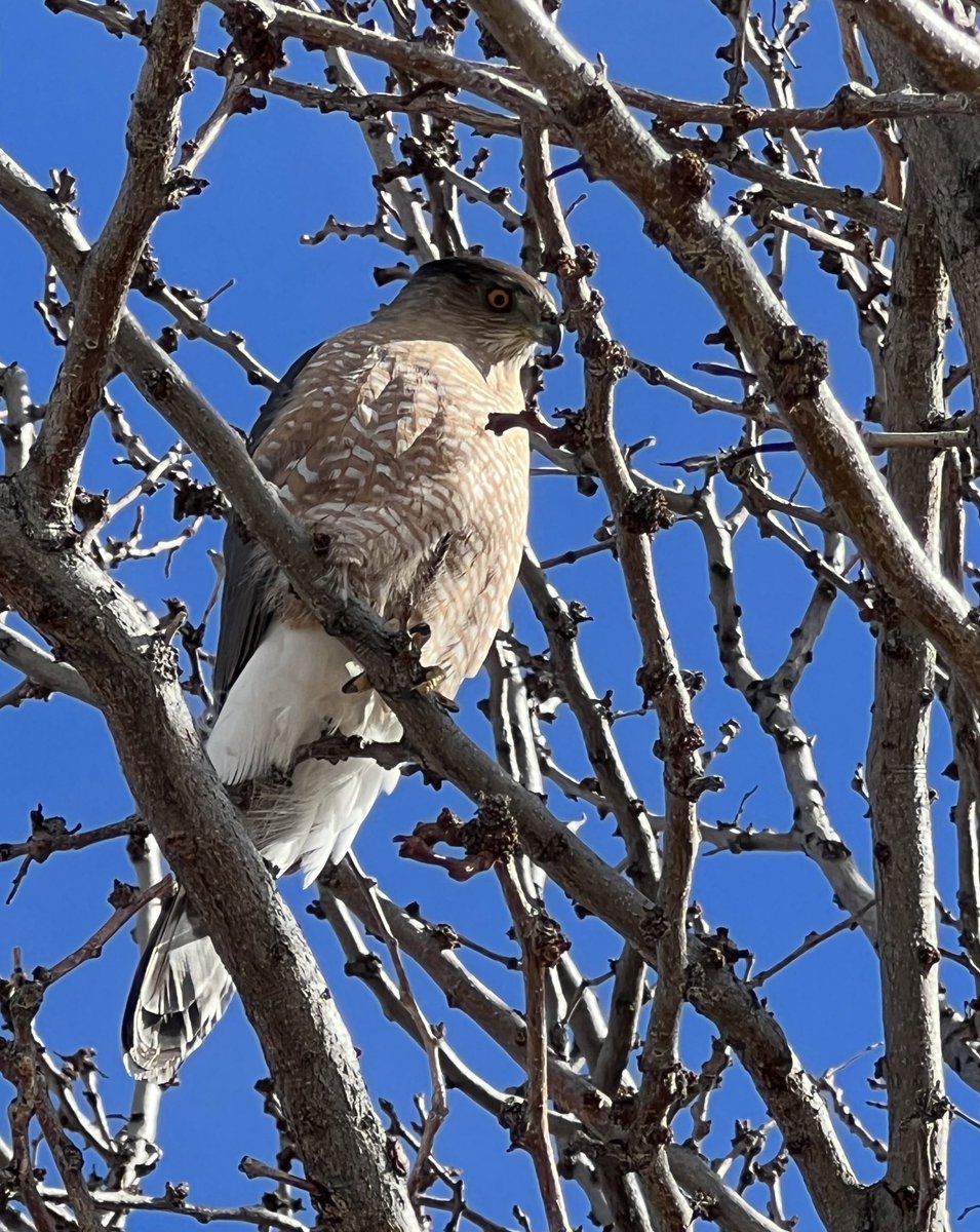 emc31's tweet photo. Saw this handsome chap on a walk this morning. #coopershawk #sideeye #youlookingatme https://t.co/JZCwb4LhGU