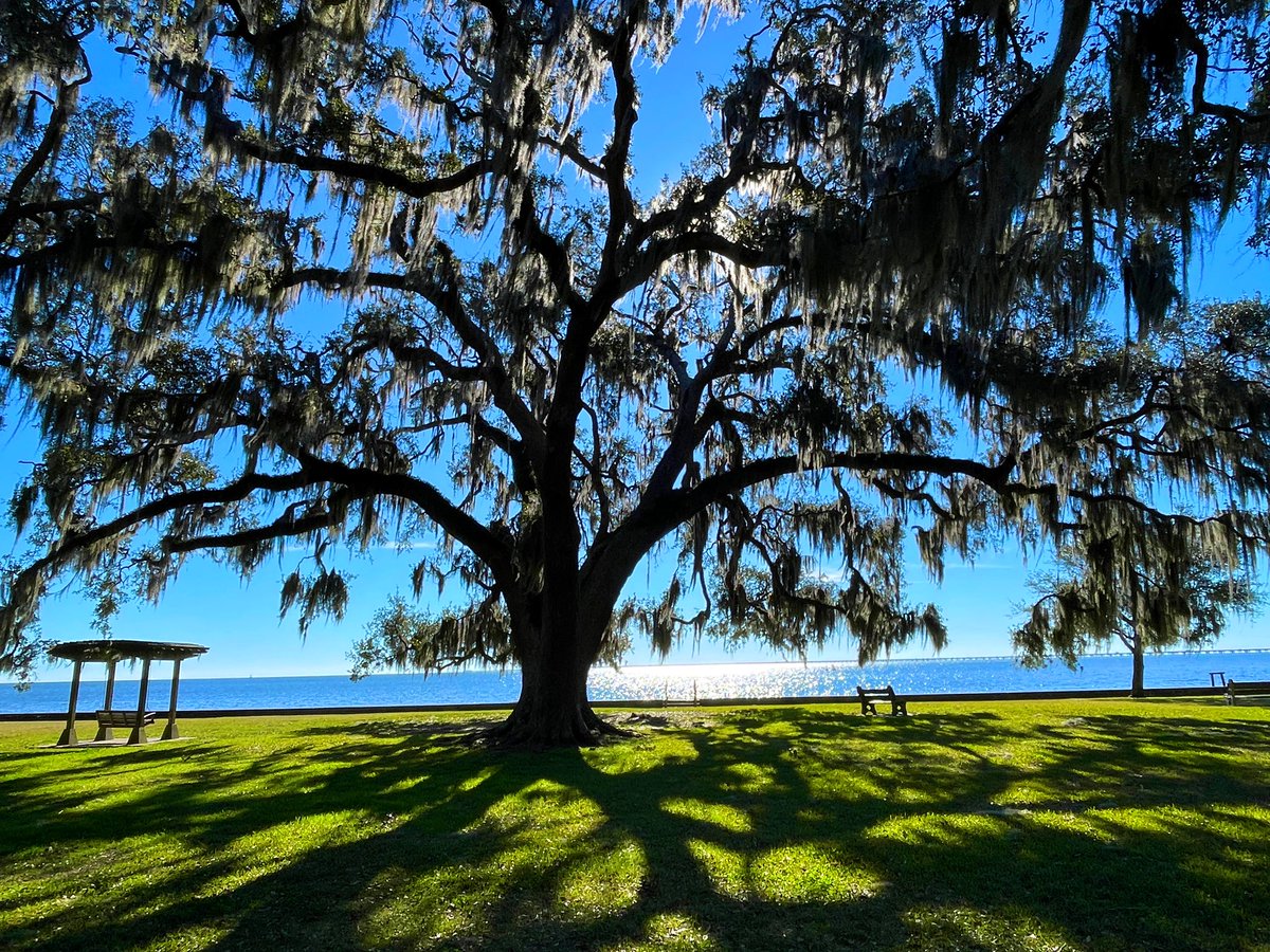 DavidMora's tweet photo. Absolutely gorgeous afternoon at the Mandeville Lakefront! 🌞🌳 #Mandeville #LANorthshore #OnlyLouisiana https://t.co/zUJ4bqDhrm