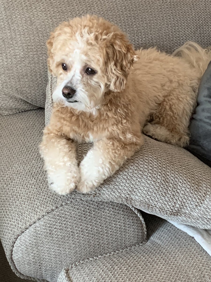 Me groomed up me need my Daisy collar back 🌼