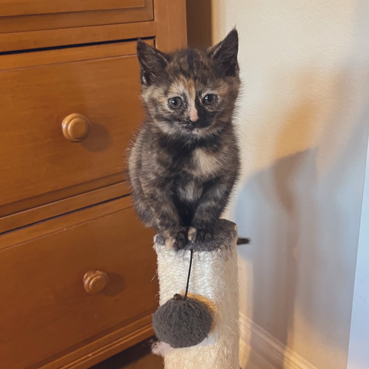 Queen of the mountain. #Holly #kittens #CatsOfTwitter #Caturday