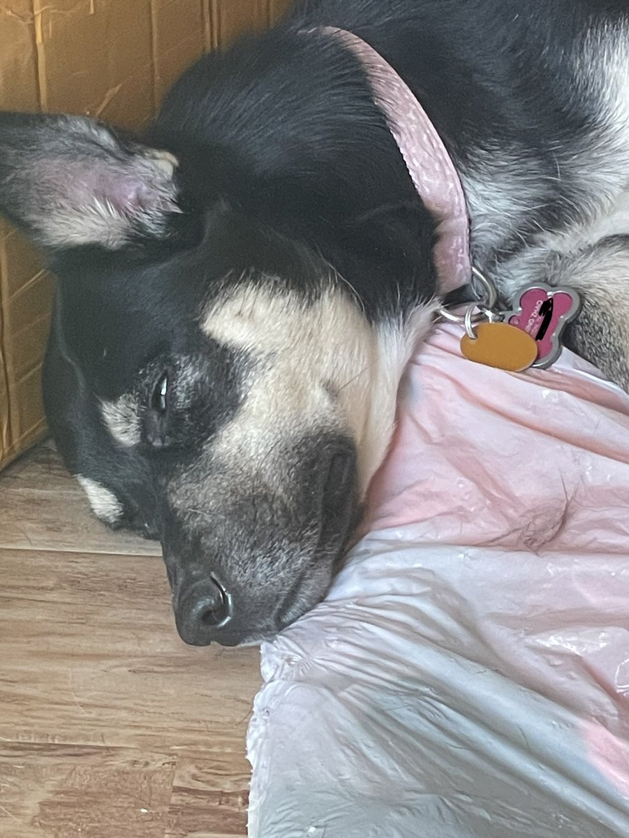 xiaozhaotx's tweet photo. Lilo XD #gotem #dontsleeparoundme #sleep #dogs https://t.co/kw63Rhc7MV