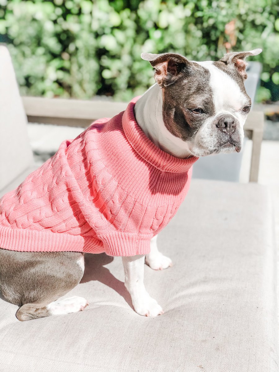 BostonZeezee's tweet photo. Defrosting  ☀️ … Florida 🌴 is ch ch ch chilly today 🥶  #DogsofTwittter #bostonterrier https://t.co/kG4dF9VgKV