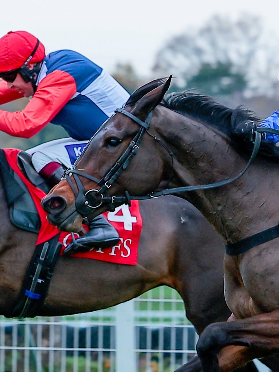 Cobajay Stables tweet media