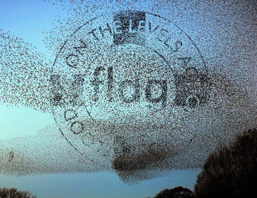 FLAG Somerset (@dredgetherivers) on Twitter photo #somerserstarlings back <a href="/dredgetherivers/">FLAG Somerset</a> #stoptheflooding #turnthepumpson #somerserstarlings back <a href="/dredgetherivers/">FLAG Somerset</a> #stoptheflooding #turnthepumpson