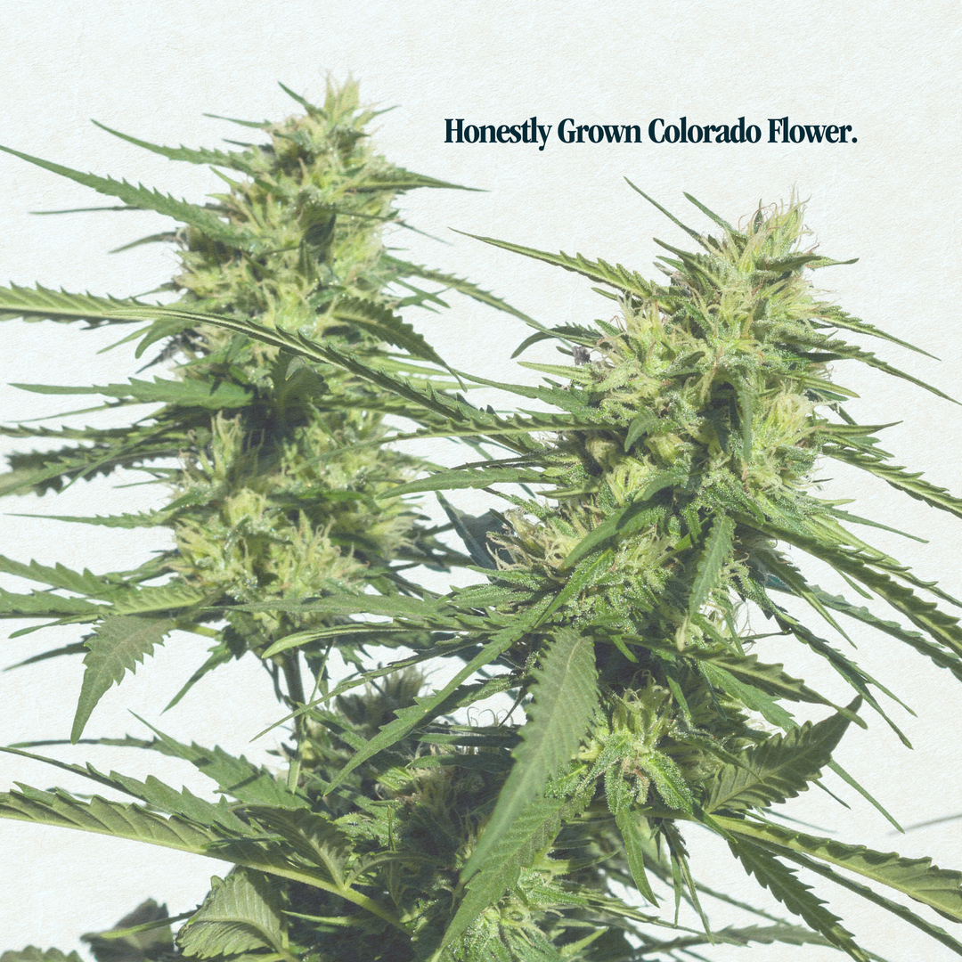 panaceabycraft tweet media