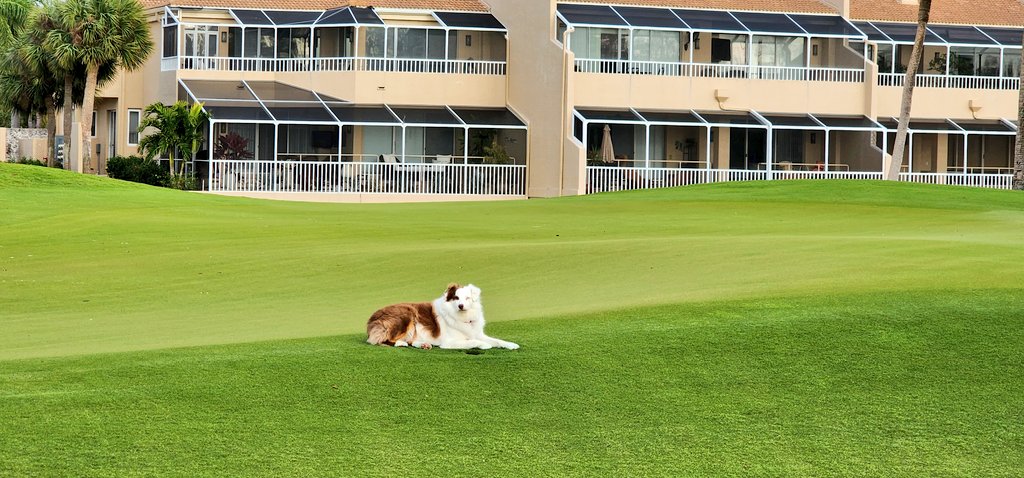 turfmonkeyboy's tweet photo. Didn't take much to cash in the quota game today with 20+ winds and temps in the forties to start. Helps that I am playing like a.... well sorry Millie girl that ain't right to say. Course still looking like mid July; it is crazy. What do you think @TPJAgronomyDoc? Ag-Ox? https://t.co/0EVCLBfeCR