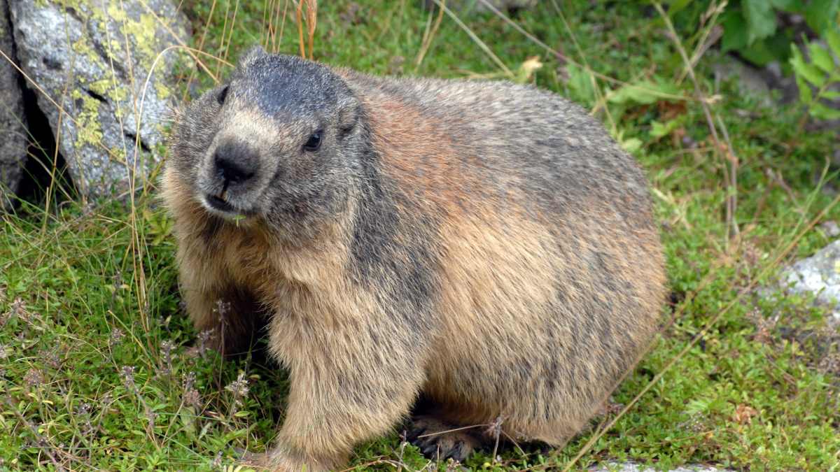 StateMuseumPA's tweet image. Learn more about the groundhogs in Pennsylvania, the weather in our state and make an aneroid barometer to make predictions at home on Wednesday, January 25 at 11:30 a.m. The Explore! program is included with museum admission. #ExplorePA #eled #learning➡ statemuseumpa.org/events/