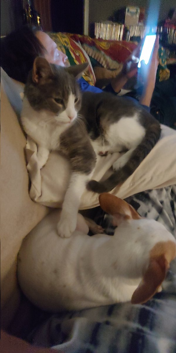 deniseebarber's tweet image. Did sometime say #Caturday... 
#whatspersonalspace #elway #Gandalf #furbabies  #weekend