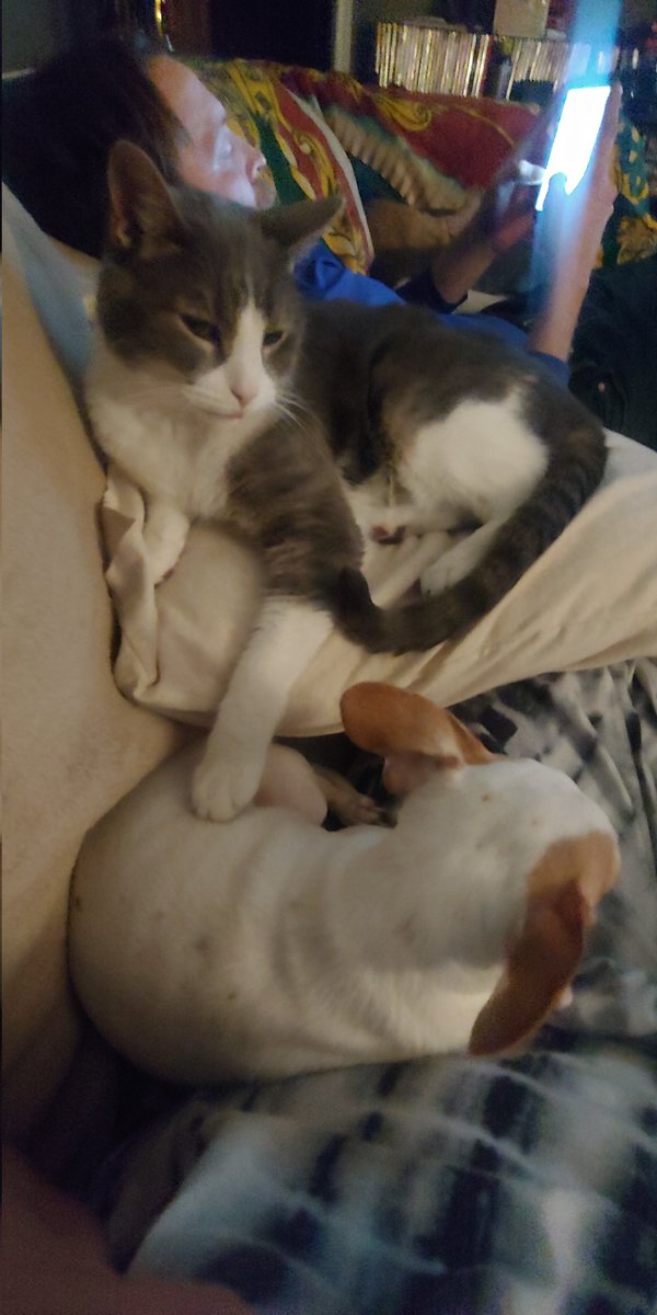 deniseebarber's tweet image. Did sometime say #Caturday... 
#whatspersonalspace #elway #Gandalf #furbabies  #weekend