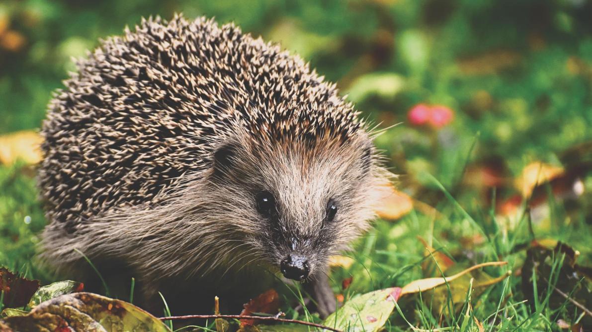 _lunion's tweet image. #Environnement: le #hérisson pourrait disparaître dès 2025 lunion.fr/id446055/artic…