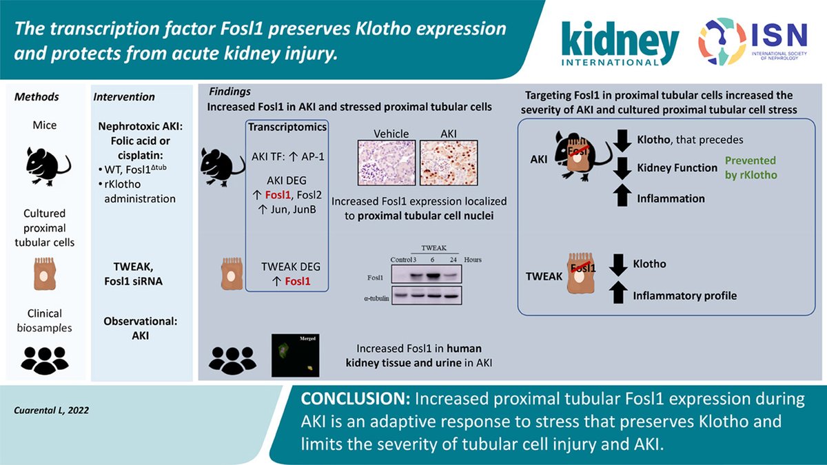 Sanchez_NinoLab's tweet photo. I am excited to share our findings about how Fosl1 preserves Klotho expression and protects from AKI
https://t.co/OVVlCfOFqt
Phenomenal work by 
@LetiCuarental @Zazceb @Nefrontera @AranchaPintor 
@Kidney_Int @SENefrologia @FJDNefrologia @Hospital_FJD @UAM_Madrid @UAM_Medicina https://t.co/OVhH4ao0Bk
