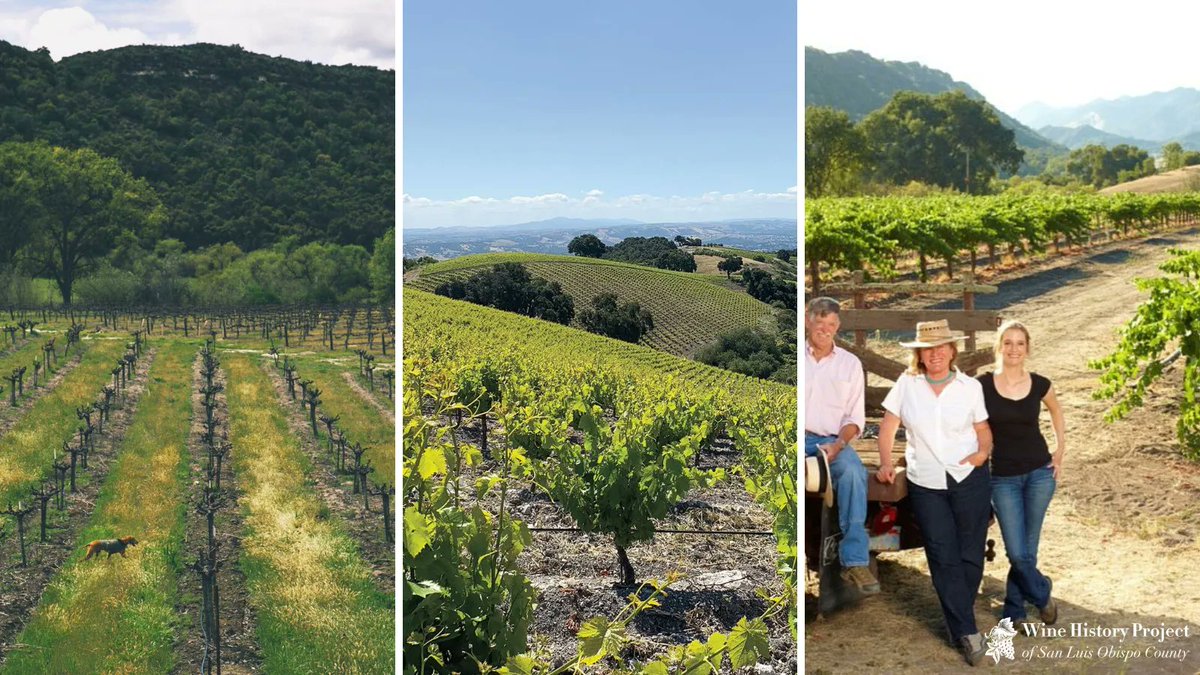 SLOWineHistory's tweet photo. Discover the 6 historic vineyards right here in San Luis Obispo County. 👉 https://t.co/o1JDaT6TMj #PasoWine #SLOwine https://t.co/37vImcOCja