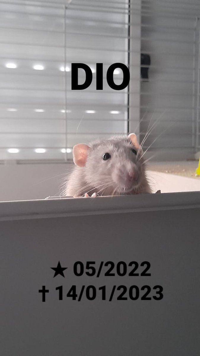 Oii gente, só vim agradecer vcs pela ajuda e dizer que infelizmente o Dio não resistiu e tivemos q optar pela eutanásia dele
Ele foi forte e corajoso até o seu último segundo.
em memória ao Dio 🐁