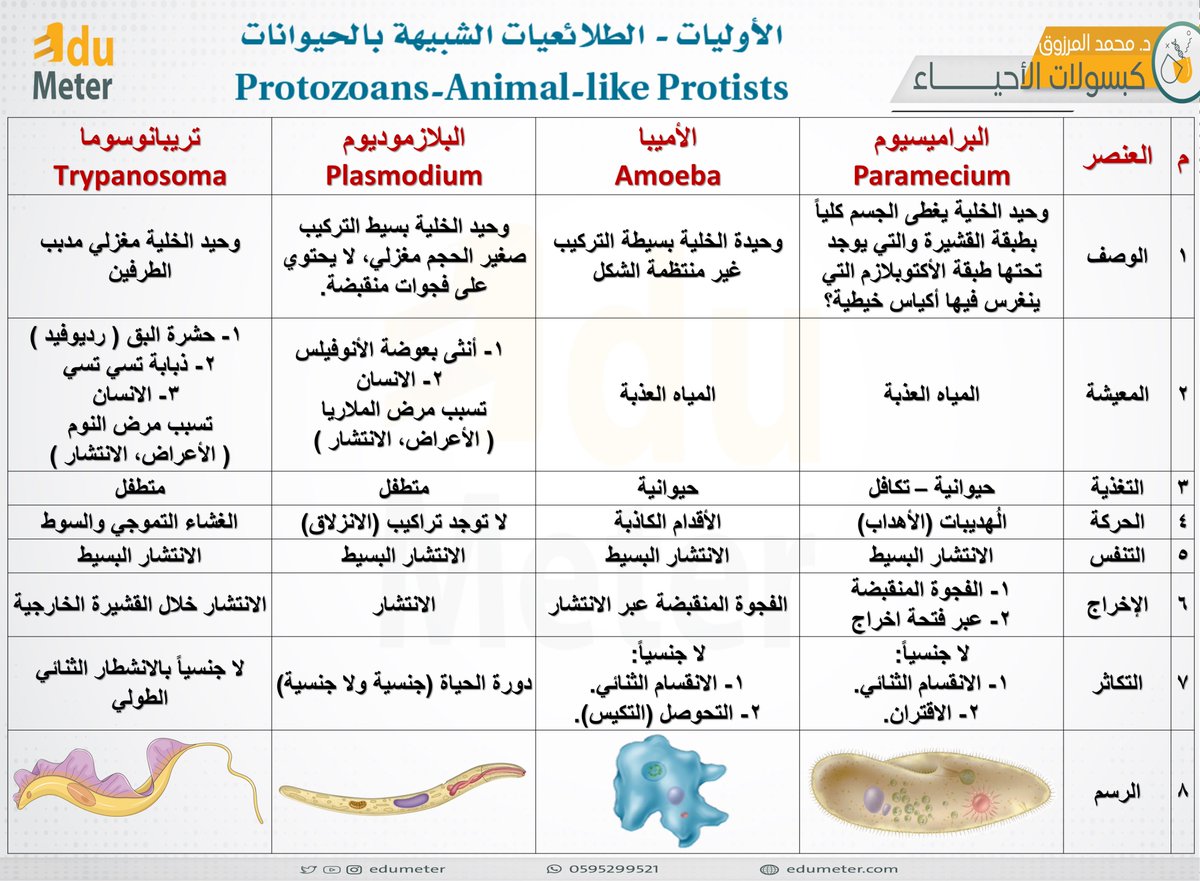 mham627's tweet photo. الأوليات - الطلائعيات الشبيهة بالحيوانات #protozoans🤩🤩
@EduMeter
@edumeter_bio
@Biology1802
@r_roqsa
@abbraie_biology
@biodago2015
@Biology4enjoy
#protozoans_animal_like_protists
#Biology 
#بيولوجيات
#الرخصة_المهنية_أحياء
#الرخصة_المهنية_أحياء
#الاختبار_التحصيلي_أحياء
#أحياء1 https://t.co/vfdvmEI5rm