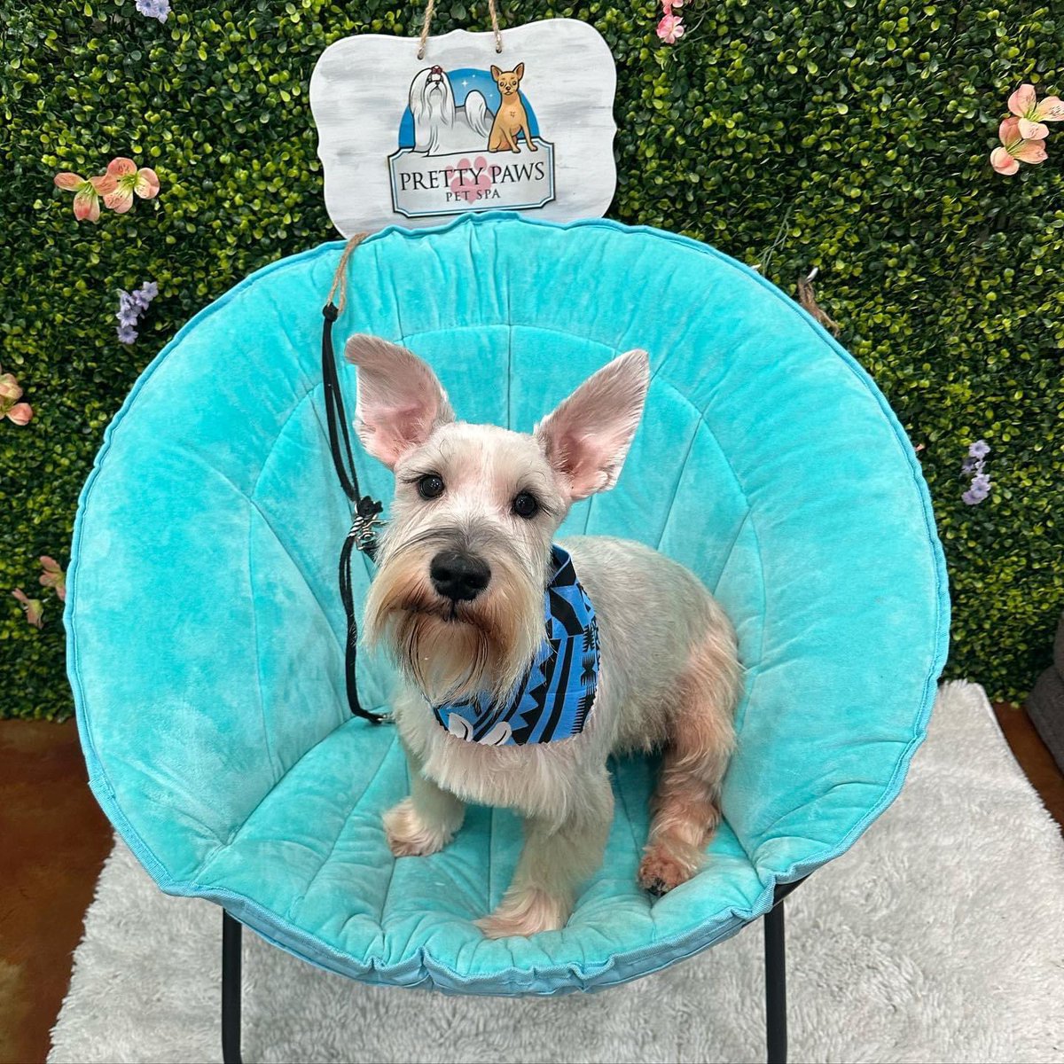 SigaranVeronica's tweet photo. Tengo un hermoso Benji 🐶 https://t.co/VMBIoFZIv6