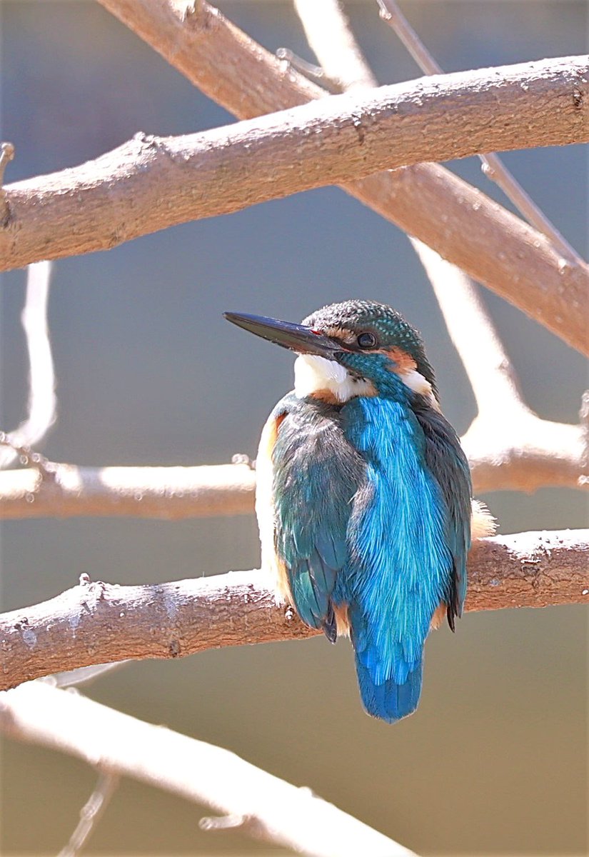 toczomaldiver's tweet photo. 休憩中のカワセミくん

#カワセミ　#野鳥撮影　#kingfisher https://t.co/6RZzJvYcYa