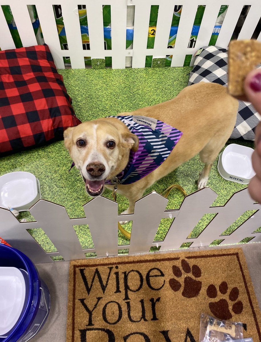 lowes0292's tweet photo. We would like to thank all participants that came out and had a blast with their pets to promote the new Maytag pet pro washer and dryer 🏆 @LowesRegion7 #westhazleton @WileyLorena @MaytagCare #pets @Lowes #dogsoflowes https://t.co/UvNOY9DEjS