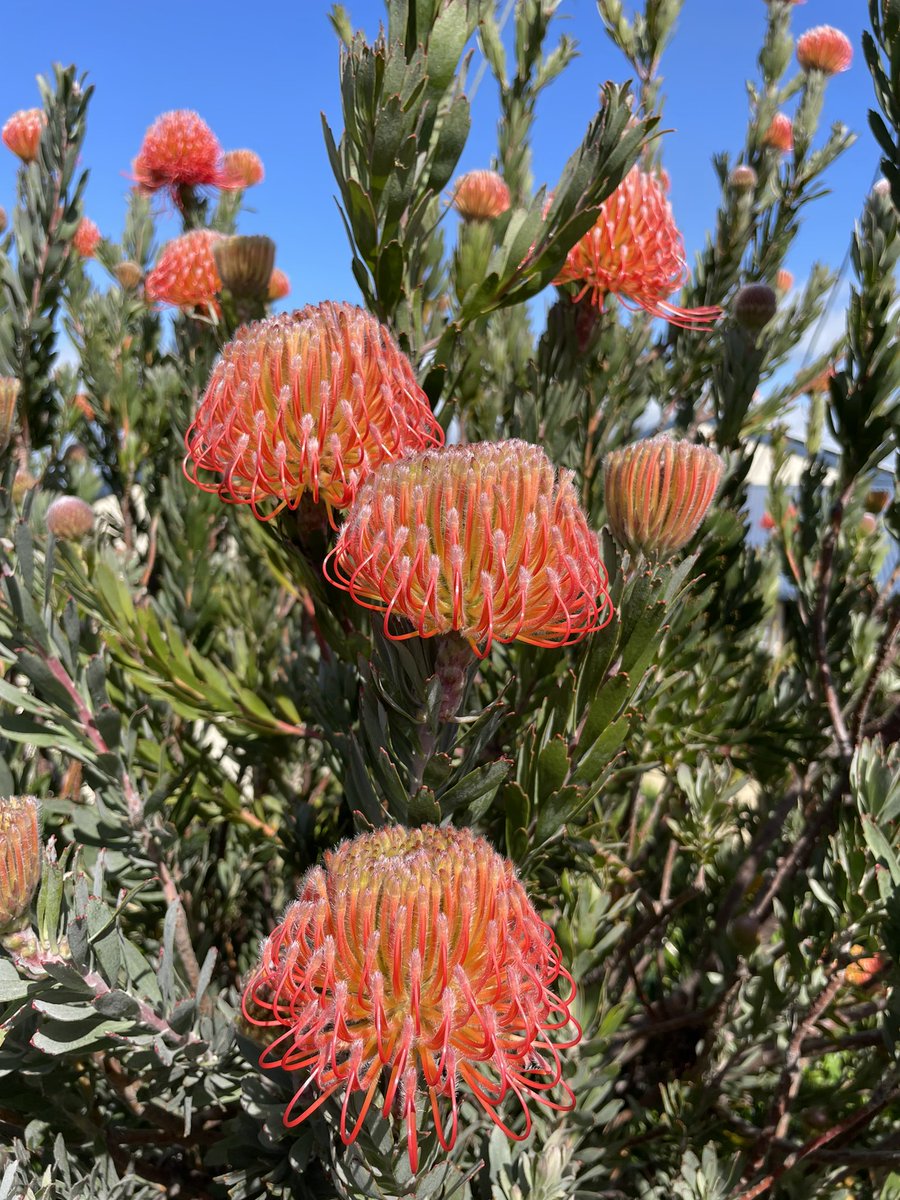 Stunning leucospermum. Pincushions love our costal soil 🧡  
#leucospermum #pincushion #Flowers #flowerhunting