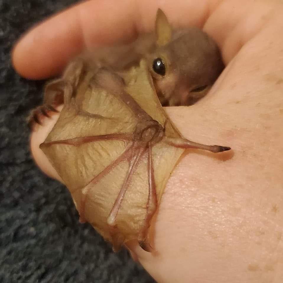 BatsDaily's tweet photo. THE SMALLEST HUG!!! 🥰🦇 https://t.co/JckwlkcfLE