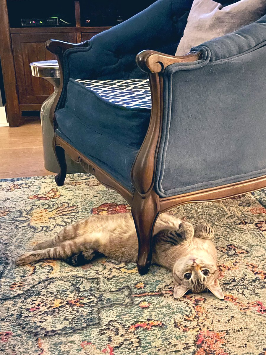 My Coco knows how to chill.