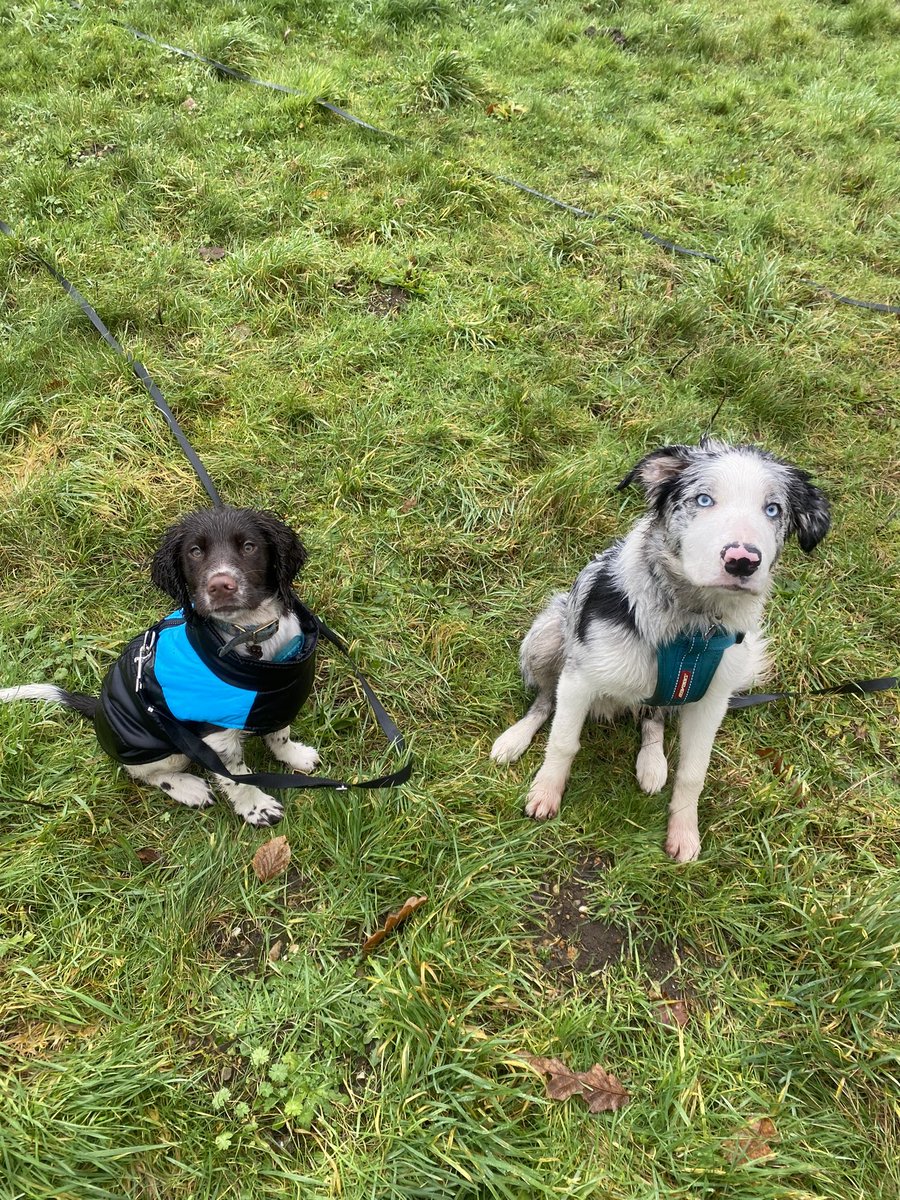 Just my #bordercollie boy &amp; his #springerspaniel  best friend #Puppies #puppylove #DogsofTwittter