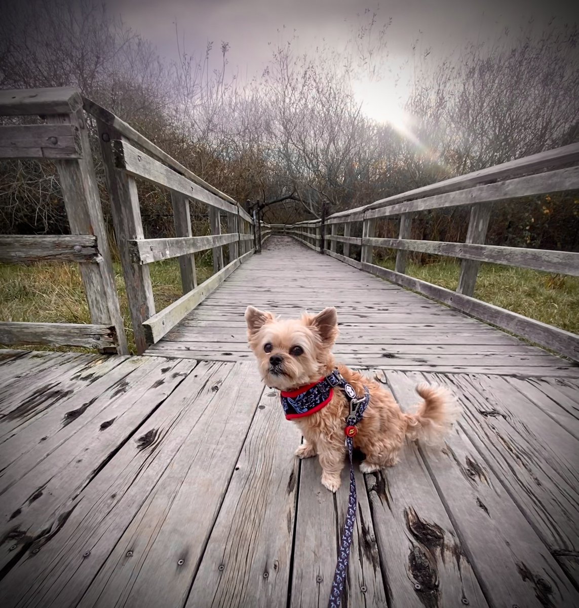 CivicGood4Gov's tweet photo. Happy guy 

#DogsOnTwitter https://t.co/0tlwwmQuNH