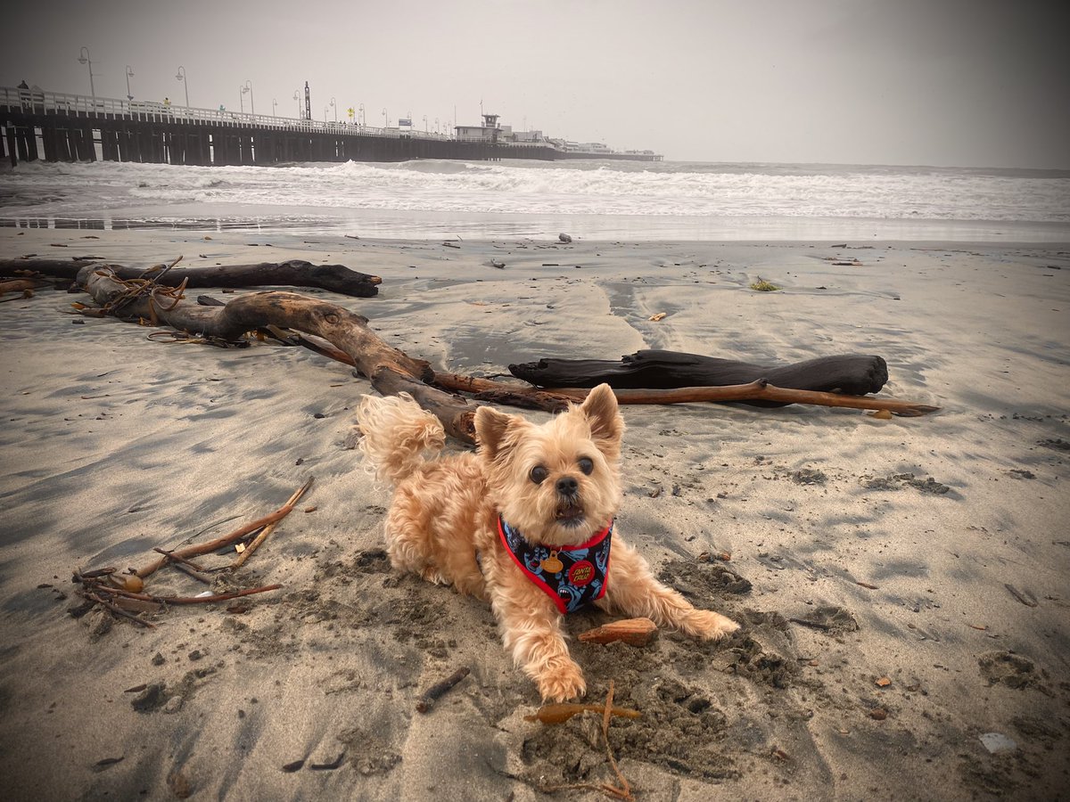 CivicGood4Gov's tweet photo. Happy guy 

#DogsOnTwitter https://t.co/0tlwwmQuNH