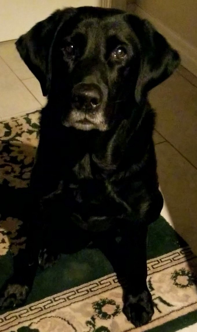 Mickeypaws1's tweet photo. @iaindwelch All The Team's #earsflying β€
even πΏ β€
Lab has the ever ready ball βΎοΈ β€
#smiles all around β€
#happydogs β€
Pawsome Iain β€
Windy for us π¨π¨
but the sun π
graced us w an appearance π₯° Cold π₯Ά11F
Tar and I ran πΎπΎ
McHappy π₯°
Have a most wonderful evening Iain ππ₯° https://t.co/b1QqPRfl66