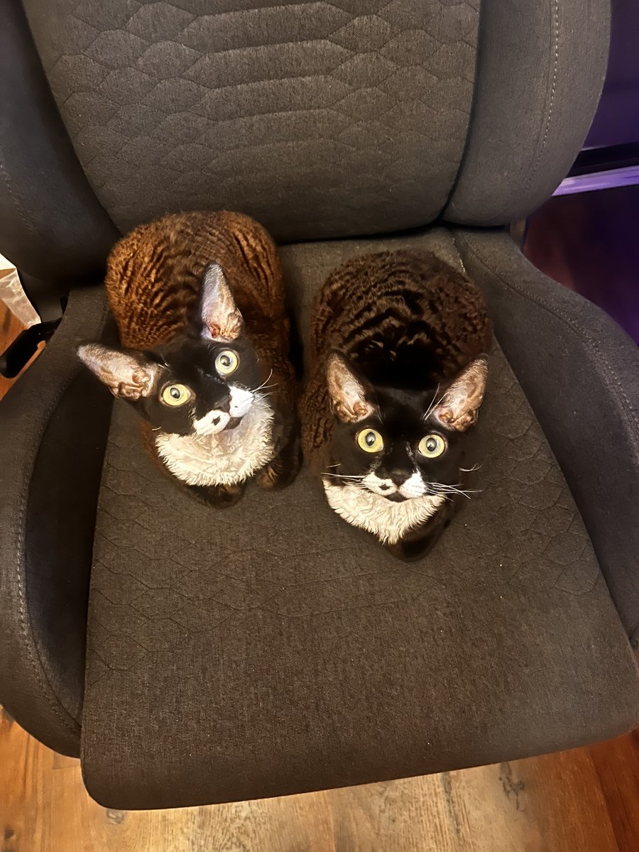 Veiledgg's tweet image. Finn, Poe, Ripley, and Kraven all wish you a happy #caturday. Meow!

#devonrex
