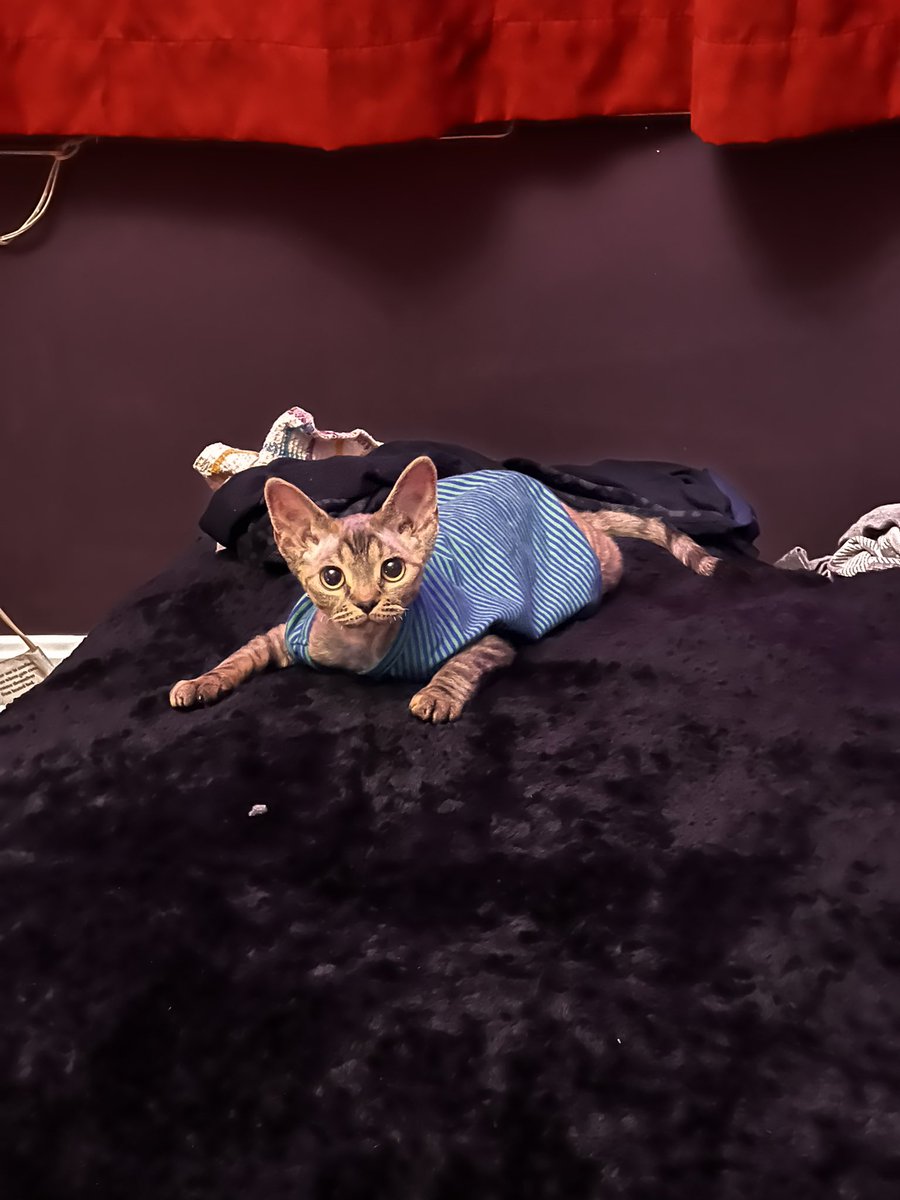 Veiledgg's tweet image. Finn, Poe, Ripley, and Kraven all wish you a happy #caturday. Meow!

#devonrex