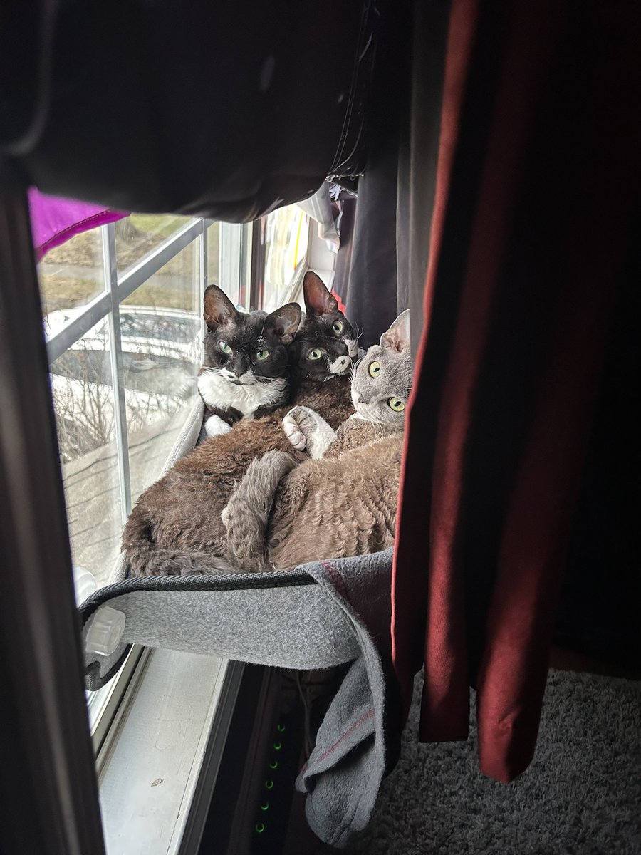 Veiledgg's tweet image. Finn, Poe, Ripley, and Kraven all wish you a happy #caturday. Meow!

#devonrex