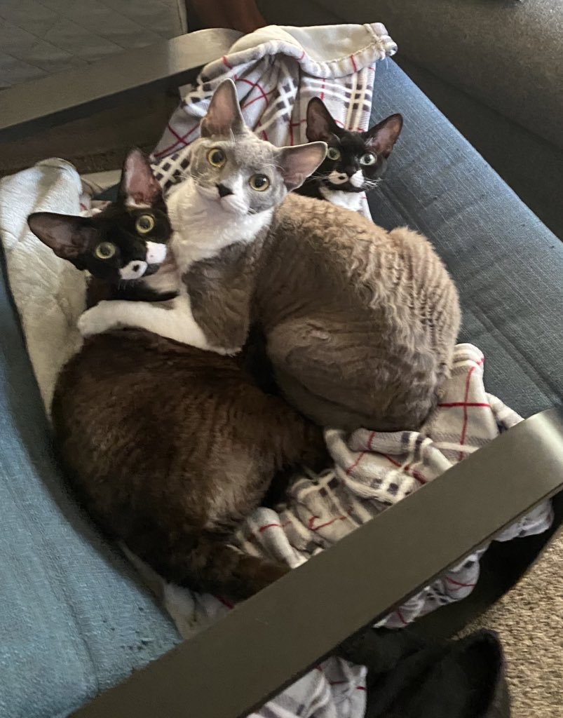 Veiledgg's tweet image. Finn, Poe, Ripley, and Kraven all wish you a happy #caturday. Meow!

#devonrex