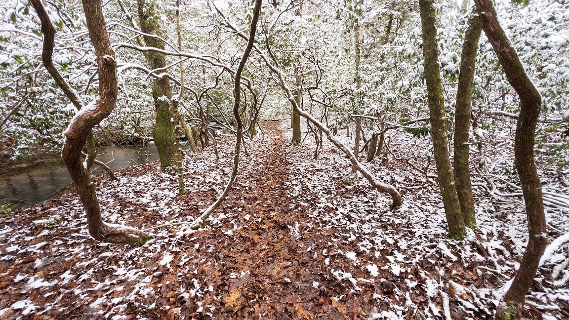 A Magical winter walk alongside Raines Creek.