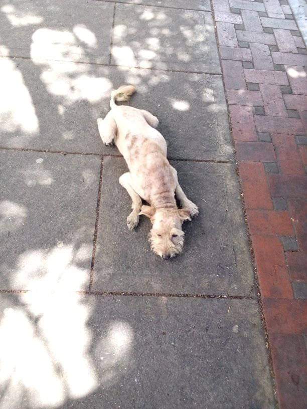 PerroUsuario's tweet image. URGE #AYUDAAA RT @volknsoni: Solo DIF.  Confundido y muy triste en la Francisco de Miranda frente al Líder, lamentablemente no tengo como ayudarle