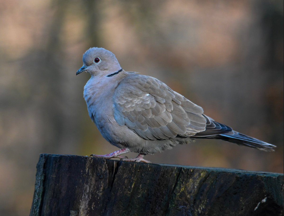 BillyWildlfe's tweet photo. Got this photo of a Collared Dove on Wednesday 11th January 2023 at @RSPBLochwinnoch. It was so nice to see him in the feeding station of the reserve. @RSPBLochwinnoch @Clydebirding https://t.co/rnOU4IRpH5