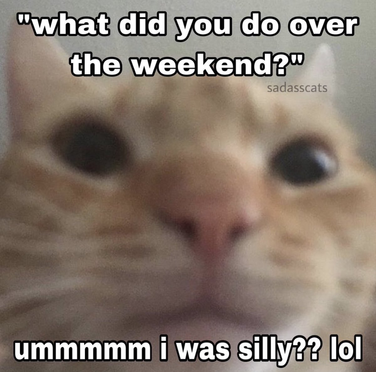 my cat ended up here (@cursedkittycat) on Twitter photo 