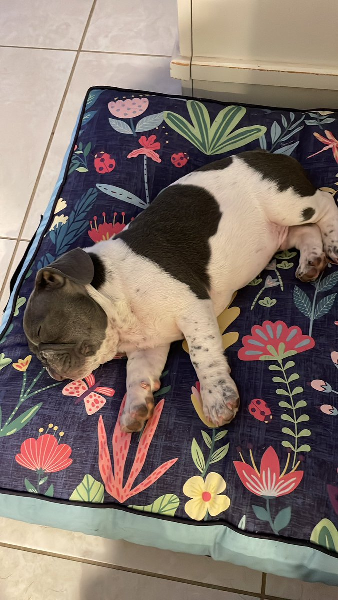 JohnTheMaestro's tweet photo. This little fella joined the crew yesterdayโฆ.. meet #GucciFendi #Fenchie https://t.co/s81u8qUAzG