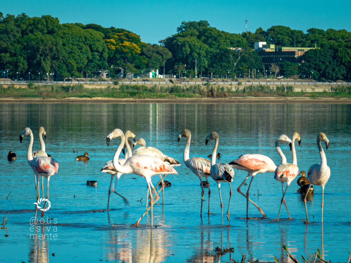 obsesivamente's tweet photo. Flamencos en la Laguna Setúbal.
Los encontré esta mañana frente a la zona de los espigones.

El video acá: https://t.co/DBe9T2tTHi

#mavic3 #dji #telecamera #7x https://t.co/iBHNiHN1K0