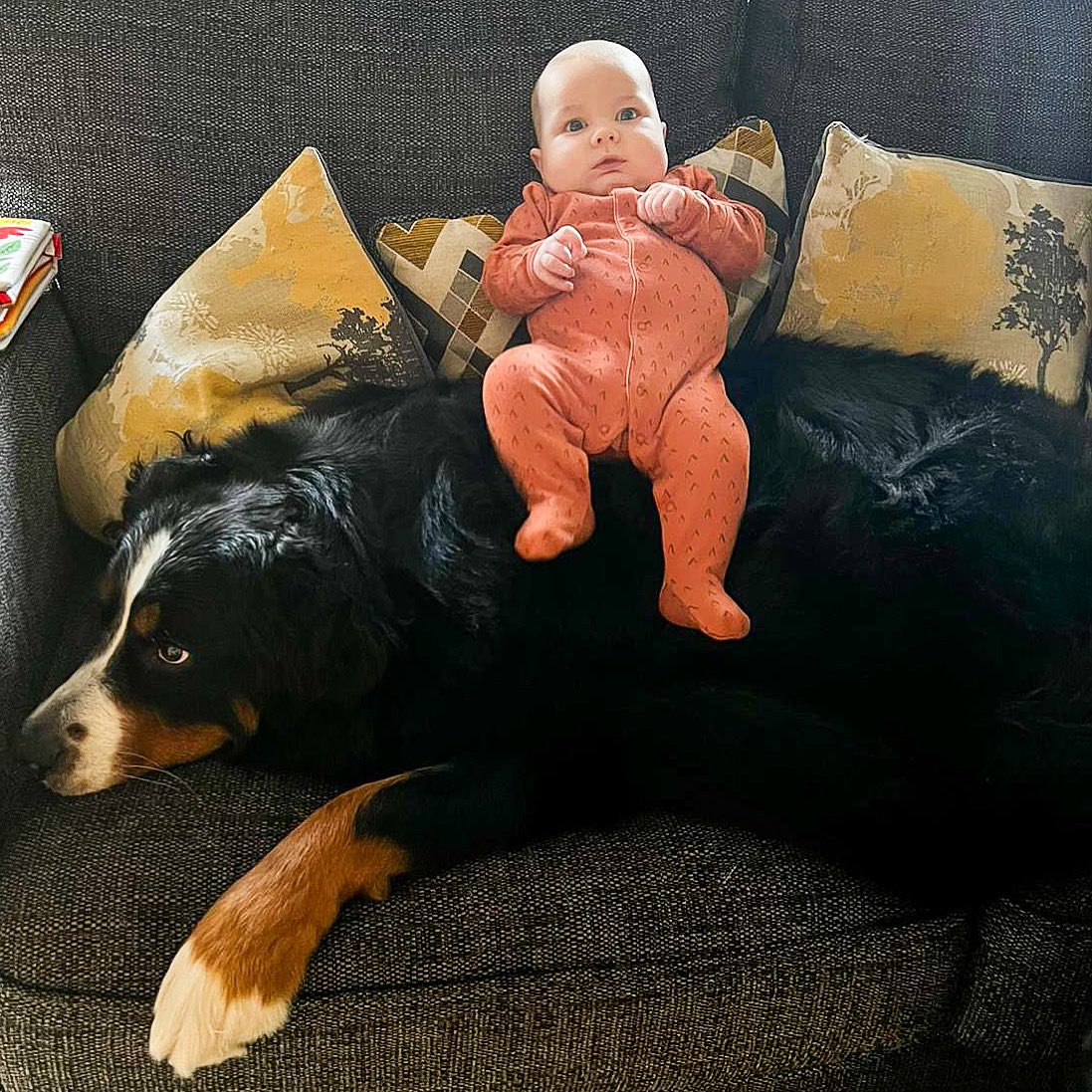 Hey <a href="/dog_rates/">WeRateDogs</a> I was hoping you could help. My brother Freddie decided to use me as an extra cushion but I never agreed to it! Not sure I can say no though?