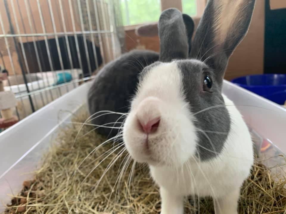 Precious ways Rabbit Sanctuary tweet media