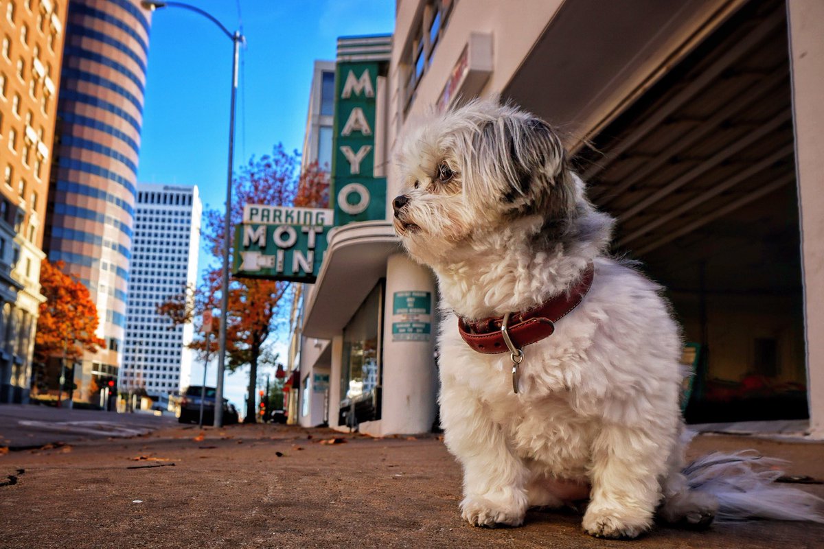 abby_pup's tweet photo. Anybody else love #tulsaking  #DogsOnTwitter #Mayo
Abby.pup https://t.co/Cjob97vwul