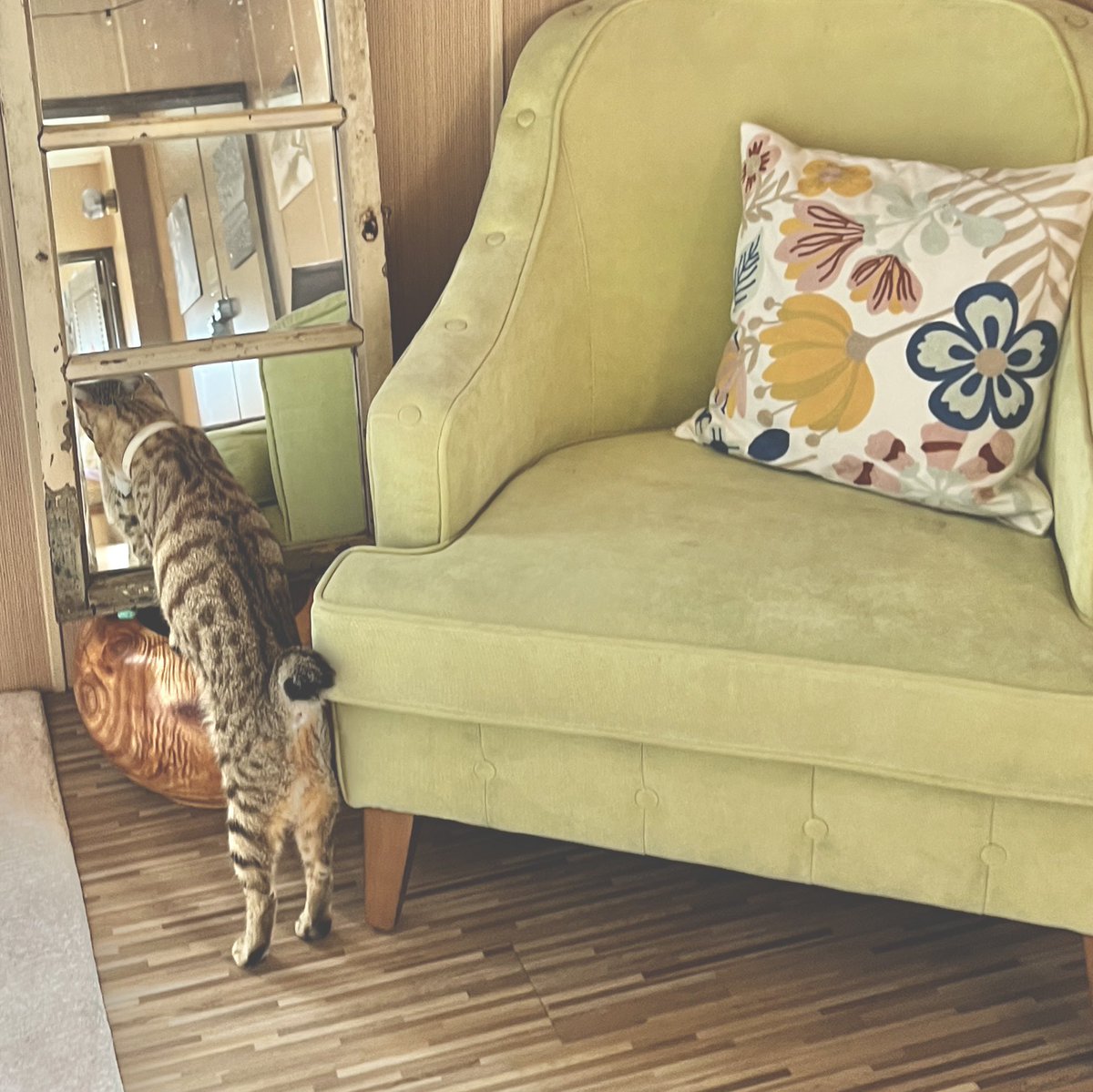 fuheichen's tweet photo. A cozy and retro area, where is old fashion mix modern design, with a tabby cat.
We are not a hotel, but there's no place like home.
#englishfriendly #taiwan #diving #homestay #besthost #liuqiuisland
IGïŒstaysalty2019
âïž0988099722(LINE)
â³ïž+886 0913295887(WhatsApp) https://t.co/TbyOjC2kIk