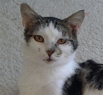 sachikoko's tweet photo. 🙏🏽PLZ SHARE
💓SWEET, TALKATIVE 1.5YO BROWN #TABBY &amp; WHITE KITTY "MITZI"💓
📢NEEDS A🏡#FUREVERHOME🏡
▶4 INFO https://t.co/5Rc5Jcdr33
🙏🏽#ADOPT #AdoptMe #AdoptDontShop
#CONTRACOSTA CO #OAKLAND #NORCAL #CatsofTwitter
✅CATS✅KIDS @AdoptRescueCats (CP) #CAT https://t.co/IhfGvcCRDx