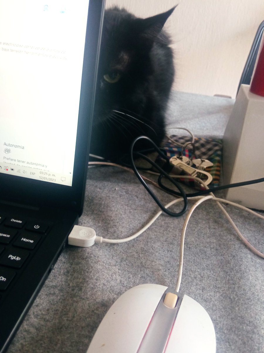 Kali_goth's tweet photo. Me acechaba a mí o al mouse 🐁
#Backie #Caturday https://t.co/YXrtbs7nkJ