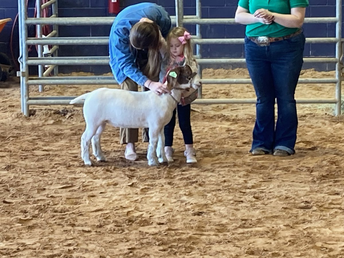 ShelbySimonton's tweet photo. Thanks @willis_ffa for giving Palmer her first showing experience today! You made this little girls day 💜 #4theDub https://t.co/4pNbJIQryA