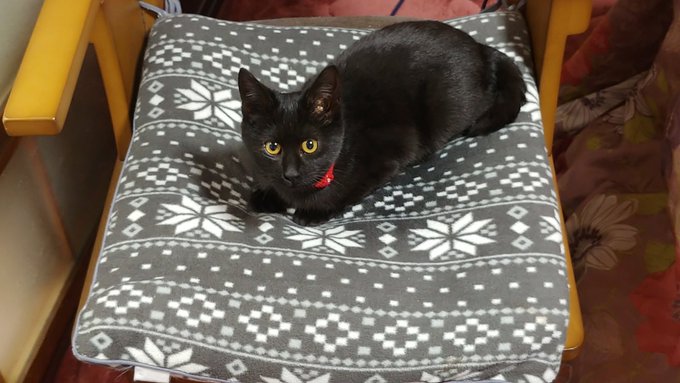 おはようございます
昨日からの雨で寒いですね
目の周りのヒリヒリは目薬さしたら治りました

お迎え1ヶ月のココちゃん
今日も元気いっぱいに家の中を走ったり甘えたりしてきますฅ(>ω<ฅ)ニャー

お迎えした時は懐くか不安だったので嬉しい❀(*'▽`*)❀ 