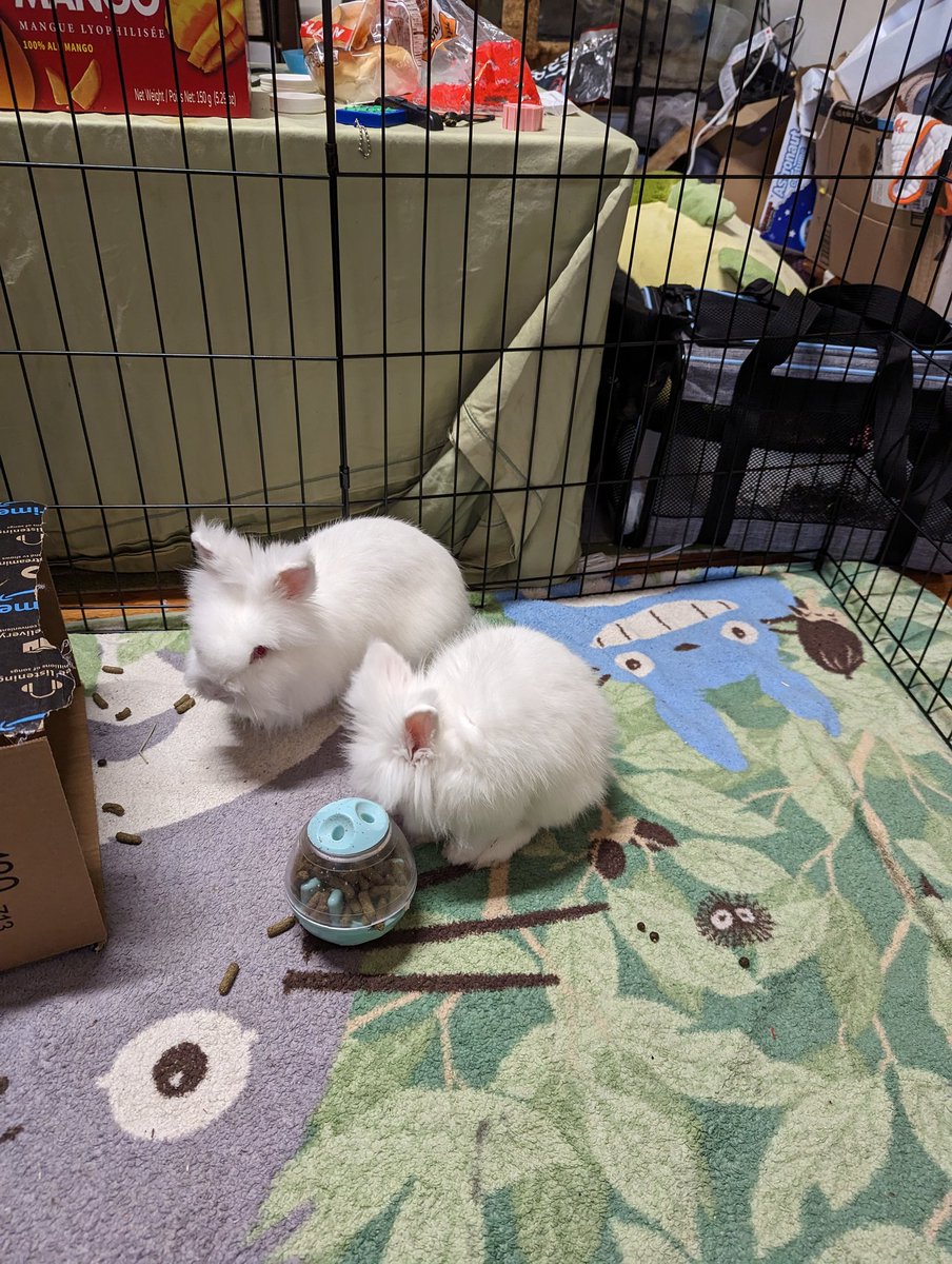 Monkeyatron's tweet photo. I can imagine what 70% is thinking: "why did you bring these weird kittens into the house?" https://t.co/5nDo2sQZg0